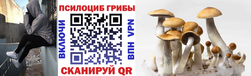 Псилоцибиновые грибы Psilocybe Белоозёрский